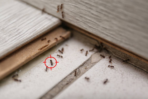 Best Cockroach Control Services  in Grayling, MI