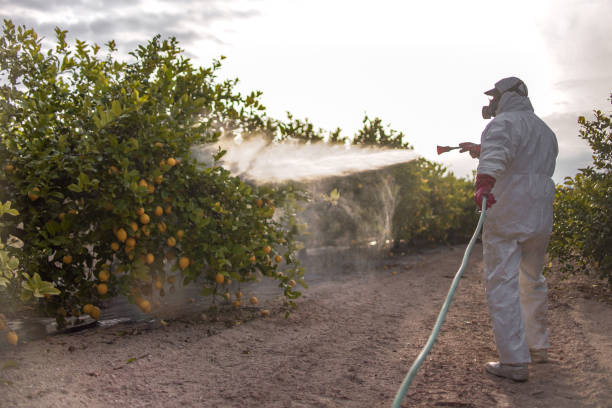 Best Termite Control Services  in Grayling, MI