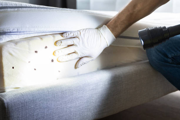Best Local Pest Control Services  in Grayling, MI