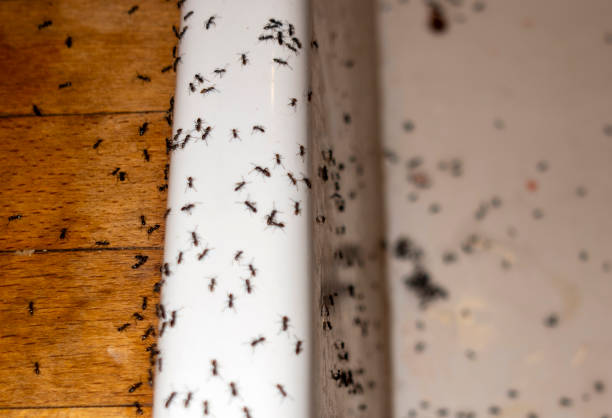 Pest Prevention Services in Grayling, MI