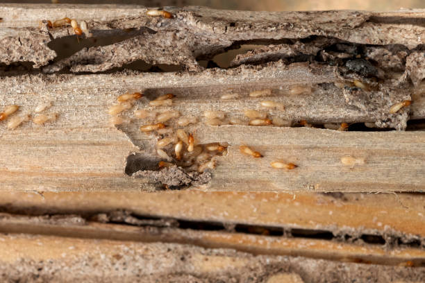 Best Local Pest Control Services  in Grayling, MI