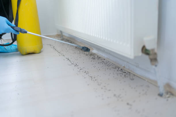 Best Ant Control Services  in Grayling, MI